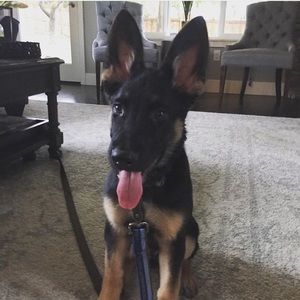 Meet your Posher, Chase